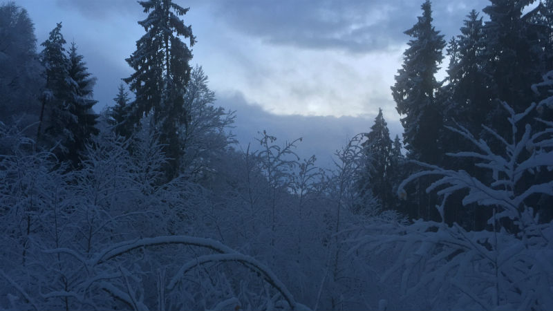 Winterwald, Schnee, Wald, Winter, Marburg, Lahnberge