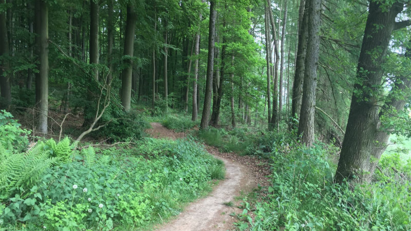 Lost in the Woods