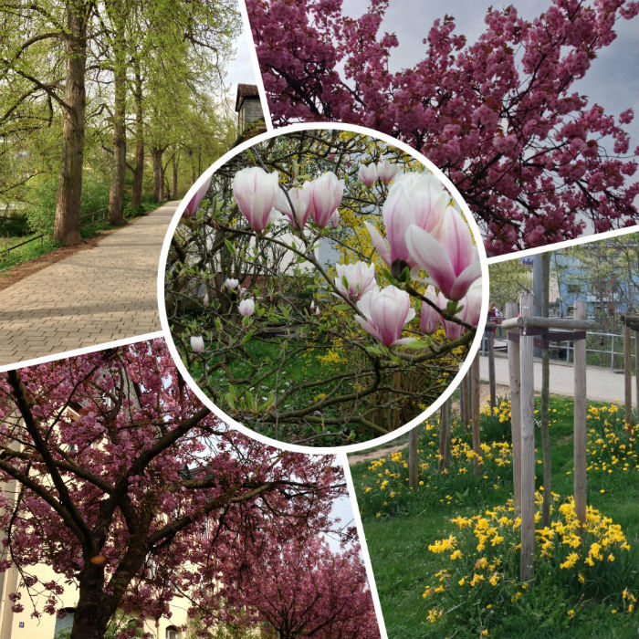 Marburg Frühling, Kirschblüte