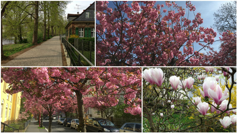 Marburg Frühling, Kirschblüte, Magnolien