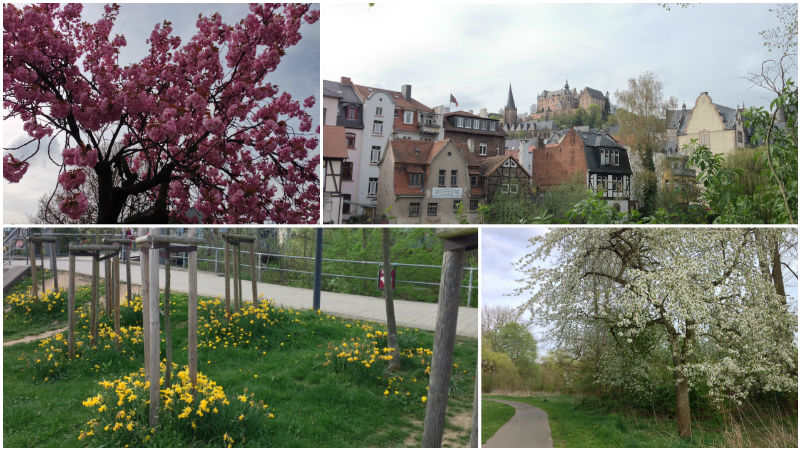 Marburg Frühling, Kirschblüte